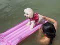 Maltipoo enjoy the floating in Summer