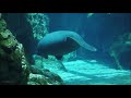 Aquarium Fish Tank Animals and Oceanscapes with Relaxing Underwater Sounds | 8 Hours