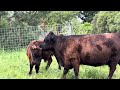 Cow’s love for her calf
