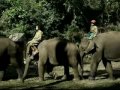 Myanmar Elephants