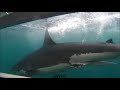 Great White Attack in 3 Feet of Water