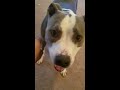 Pitbull bites owners hand and shows no mercy