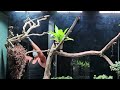 I Created a Giant Tree Canopy Vivarium