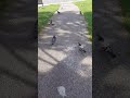 😊💚💖मेरी कनाडा की शांत यादगार मॉर्निंग वाक देखिए/My  morning walk in Canada with birds 🐦🐦in nature