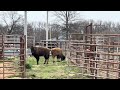 Buffalo calves will hurt their self or somebody