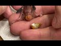 The Smallest Bird You've Ever Seen - Mystery eggs from abandoned nest
