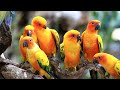 Relaxing Birds and Piano Music