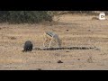 Python, Honey Badger & Jackal Fight Each Other