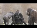 Teenager gorilla pushed Silverback down ❗️💎 Winston is angry to Kokamo 💎 ウィンストン押し倒される❗️