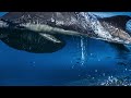 Relax with dolphins (in super slow motion)