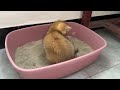 The kitten is sleeping soundly, and the duckling is guarding the kitten.Funny and cute animal videos