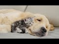 Kitten Completely Smitten With Golden Retriever From The Moment They Meet