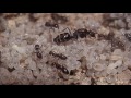 How To Raise An Ant Colony