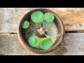 lotus plant potting l mini pot l gold fish