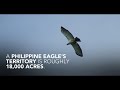 Finding the FIRST Philippine Eagle nest in the forests of Apayao!