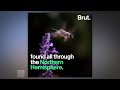 The Hummingbird Hawk-Moth and Convergent Evolution