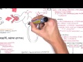 Chronic Kidney Disease (CKD)  Pathophysiology