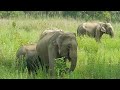 Jim Corbett National Park | Dhikala zone | wildlife safari | Tiger & Elephant Jungle Safari