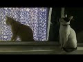 How much is that kitty in the window?