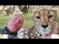 Taking A Nap With Loving Female Cheetah - Cat Cuddles & falls Asleep In Man's Arms -Needs Baby Binky