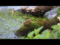 2 Hours of Frog Sounds 🐸 Insects, Crickets and Wind Ambience for Focus and Relax