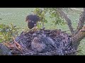 #181🦅Falcon Nest❷ Dorset Hobby Camera Live 2024