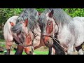 American Brabant Draft Horse Breed History & Characteristics~Spoken by SoTheAdventure