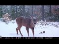Winter Trail Cam Videos