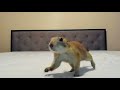 Baby Prairie Dog On Crack (jump jump)