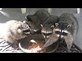 Precious the Raccoon and Her Three Babies Make a Rare Daytime Visit