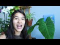 BRINGING MY ELEPHANT EAR PLANT BACK TO LIFE 🐘 | My Colocasia Houseplant Journey