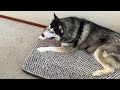 Husky Tries To Get His NAN Out Of His BEANBAG!