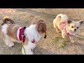 시츄 코코 🐶 • 귀여운 강아지 🐾 • 일상 🌤 • 브이로그 🌈 • Vlog 🍒 • 시츄 겨울이랑 공원산책 🐶🐶🌸🌿  • Cute Shih Tzu Dog ✨