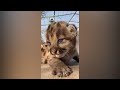 Before & After Animals Growing Up | Amazing Animal Transformation | Animals Grow Up