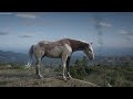 How To Get ULTRA RARE Splashed White! Where To Find Eagle Flies Splashed White Horse - RDR2