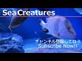 【4K Japan Aquarium】Pink basslet【Subscribe Now】