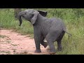 SafariLive Feb 20 - Little Elephant...big attitude. Too cute!