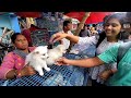 Cheap Price Dog In Kolkata | Gallif Street Pet Market Kolkata | Recent Dog Puppy Price Update | Dogs