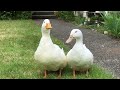 Quackity quack