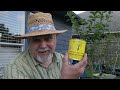 How to Grow CITRUS in Containers, Step by Step || Black Gumbo