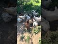 Chickens devouring whole corn kernels