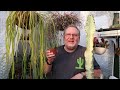 MONKEY TAIL CACTUS How to grow in hanging baskets - Cleistocactus colademononis #cactuscare #cacti