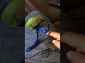 Lovebird meeting new Aviator Bird Harness