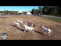 Megson Farms - White Thoroughbred Race Horses