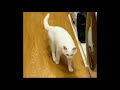 funny animals videos 😂 funniest cats and dogs 🐶 😺 the new funny videos