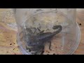 Heterometrus longimanus (Asian forest scorpion) transfer