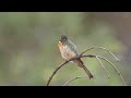 Потрясающее пение птиц в лесу. Видео для отдыха и медитации.