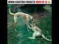 Dog 🐕 and cheetah 🐆 best friends 😍