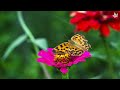 Beautiful and Colorful Flowers Compilation in 4k for Relaxation with Soft Piano Music