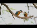Common Kingfisher | Incredible Act of Sharing Between Common Kingfishers #wildlife #birds #nature